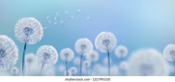 white dandelions on blue background, wide view