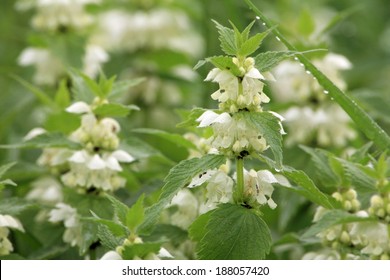 White Dead Nettle, Lamium Album