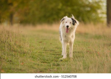 are white border collie deaf