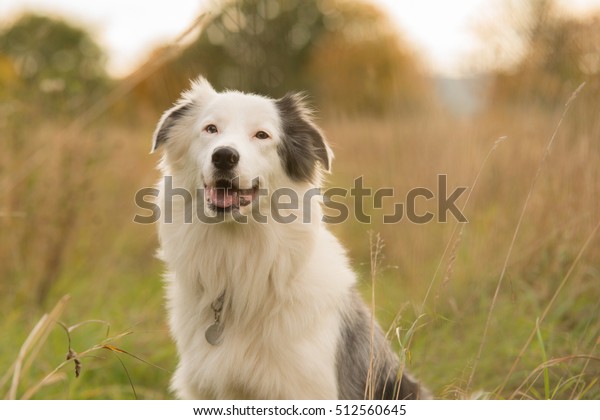 are white border collie deaf