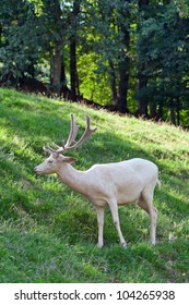 White Deer