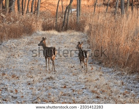White deer in the forest: Two white-tailed deer does walk a mowe