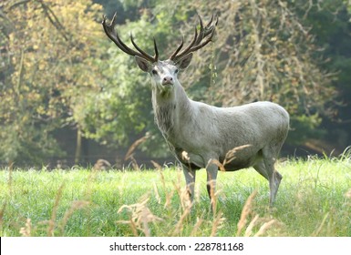 White Deer Male