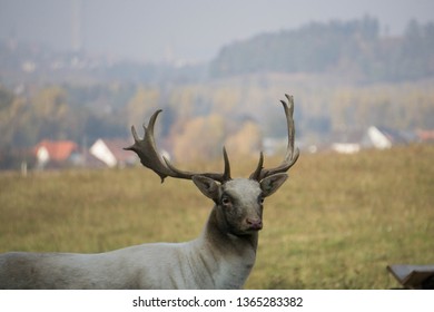 White deer posing