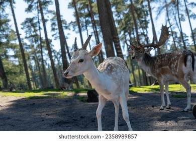 White deer wallk to the viewer and looks at the viewer