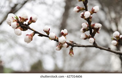 White delicate blossoming branch of fruit tree in spring warm day in the garden against the blue sky - Shutterstock ID 627314606