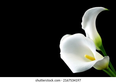 White delicate calla lily flowers on black background, death lily flower condolence card, funeral concept image	 - Shutterstock ID 2167534197