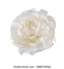 White Delicate Peony Flower Isolated On White Background.