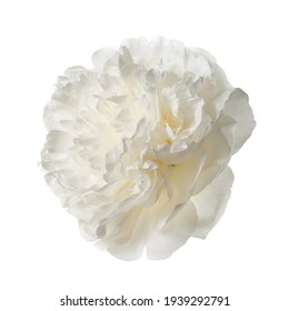 White Delicate Peony Flower Isolated On White Background.