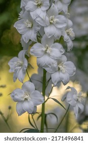 White Delphinium Flower Or Candle Larkspur Macro