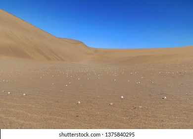 desert snail shells