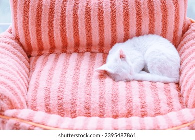 White Devon Rex cat sleeping peacefully in the cat's bed