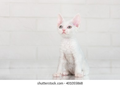 Devon Rex Kitten Images Stock Photos Vectors Shutterstock