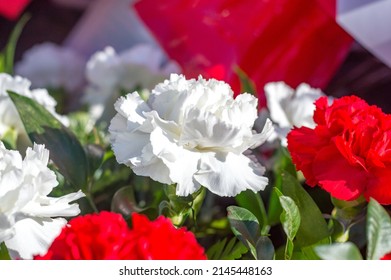 White Dianthus Caryophyllus Also Known As Carnation.