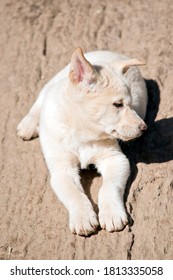 The White Dingo Pup Is Relaxing 