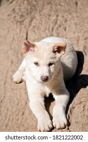 The White Dingo Pup Is Relaxing