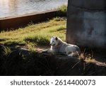 White Dire Wolf in the Golden Hour 