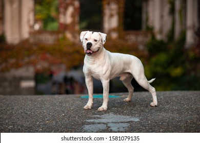 White dog american bulldog on a background of autumn park