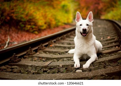 white dog autumn White Swiss Shepherd - Shutterstock ID 120646621
