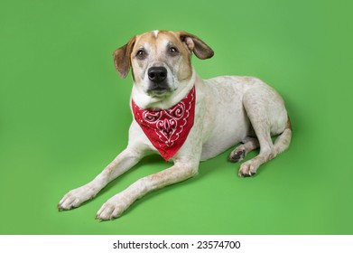 White Dog With Bandanna