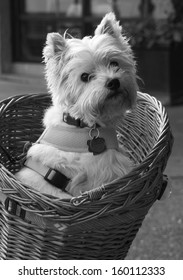 White Dog In Bike Basket