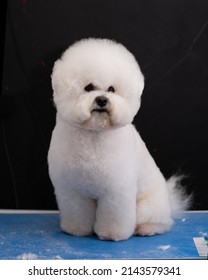 White Dog Bishop Frieze Is Shorn According To The Breed Standard, Vertical Studio Photo.