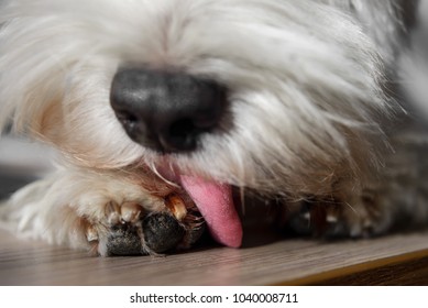 White Dog With Black Nose Licking His Paw Closeup