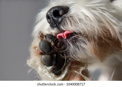 White Dog With Black Nose Licking His Paw Closeup