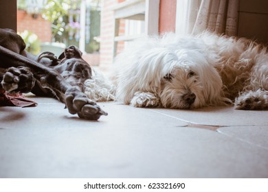 A White Dog And A Black Dog Resting Together Next To The Door