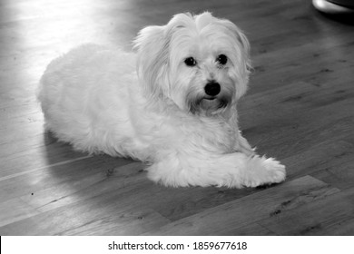 White dog breed Coton de Tulear