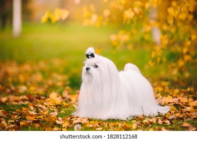 White dog breed Maltese lapdog in the autumn forest. - Shutterstock ID 1828112168