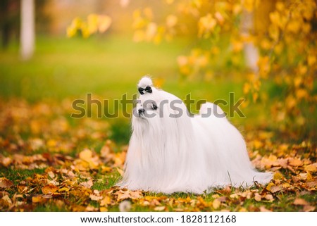 White dog breed Maltese lapdog in the autumn forest.