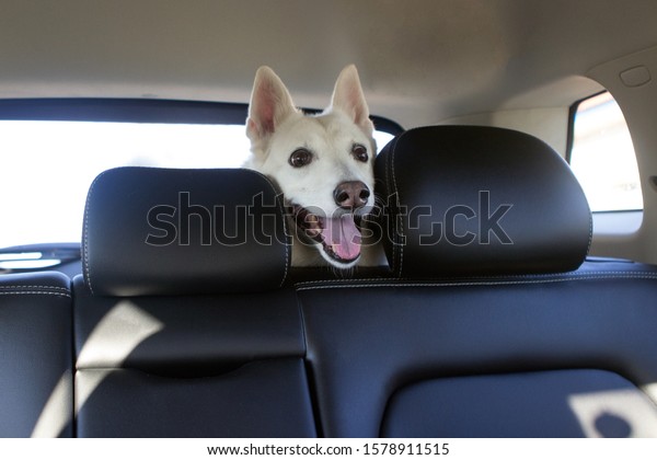 white dog, breed West\
Siberian Laika rides in the car in the back seat and looks out the\
window. travel