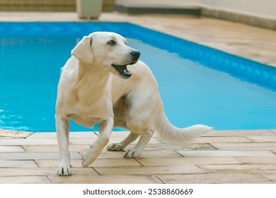 White dog by the poolside, playful and looking sideways - Powered by Shutterstock