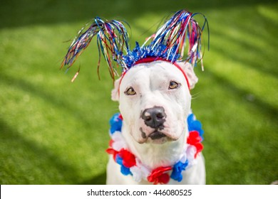 White Dog Celebrates Fourth Of July Summer Holiday