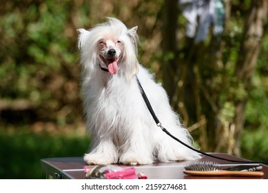 The white dog of the Chinese crested breed stuck out its tongue and looks merrily to the right. The dog is sitting on a table in the park. Close-up.