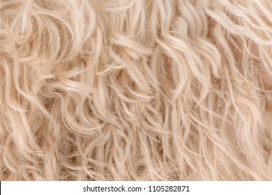 white dog curly hair, texture