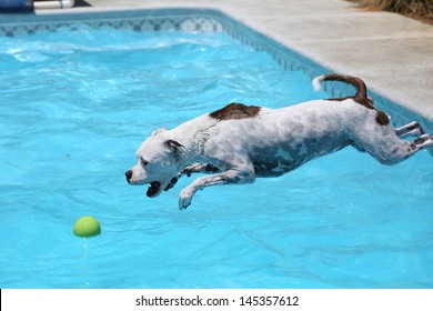 White Dog Diving Into The Water Of The Pool For Her Ball