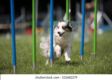 White Dog Doing Slalom On Agility Course