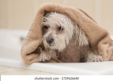 white dog is dried in a towel after bath - Powered by Shutterstock