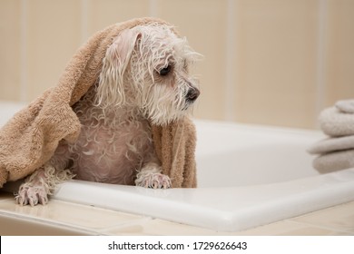 white dog is dried in a towel after bath - Powered by Shutterstock