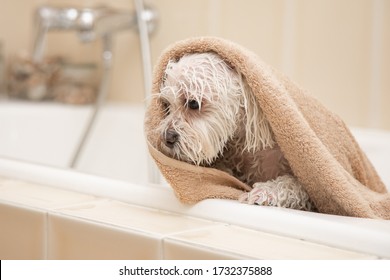 white dog is dried in a towel after bath - Powered by Shutterstock