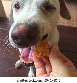 White Dog Eating Chicken Human Feeding