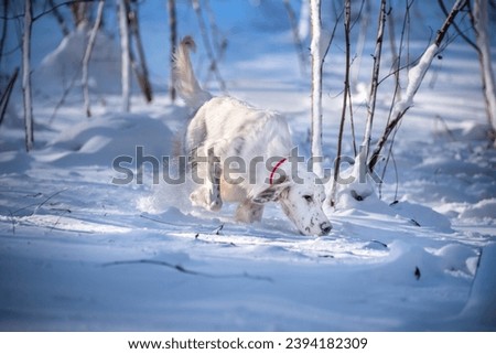 A white dog of the English setter breed walks through the snow in the winter forest. A hunting dog sniffs tracks in the snow.