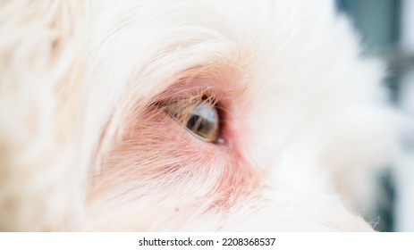 White Dog Eyes Close Up White Blur