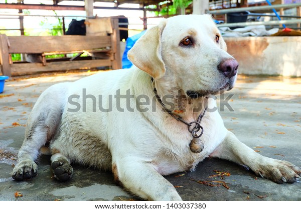 fat white dog