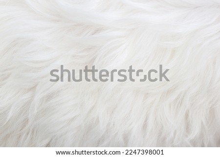 White dog fur texture close up, beautiful abstract fur backgroun