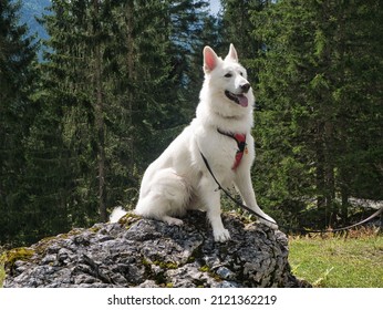 A white dog (White German Shepherd, Berger Blanc Suisse) with a red harness sits on a rock and poses like a king