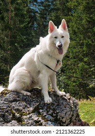 A White Dog (White German Shepherd, Berger Blanc Suisse) With A Red Harness Sits On A Rock And Poses Like A King