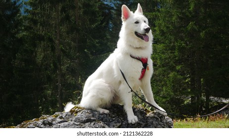 A White Dog (White German Shepherd, Berger Blanc Suisse) With A Red Harness Sits On A Rock And Poses Like A King